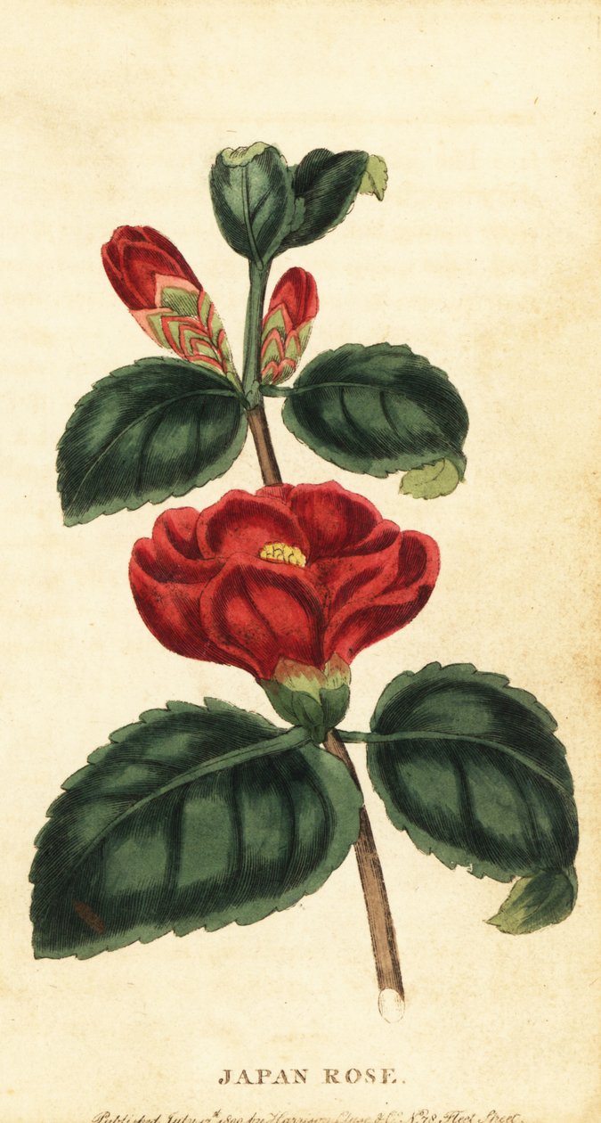 Camellia or Japan Rose, Camellia Japonica (engraving) by Unbekannter Künstler