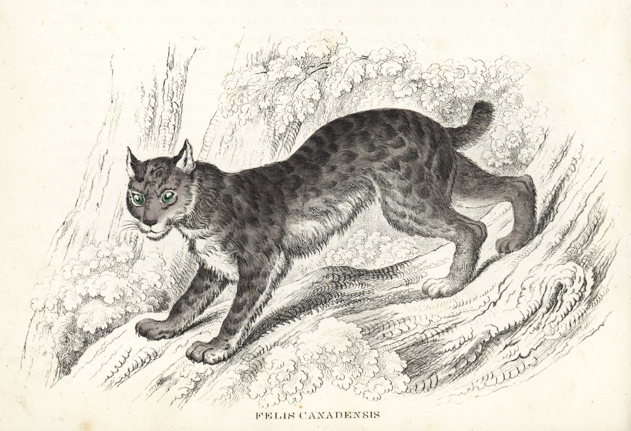 Canada lynx, Lynx canadensis. Handcoloured lithograph from Georg Friedrich Treitschke