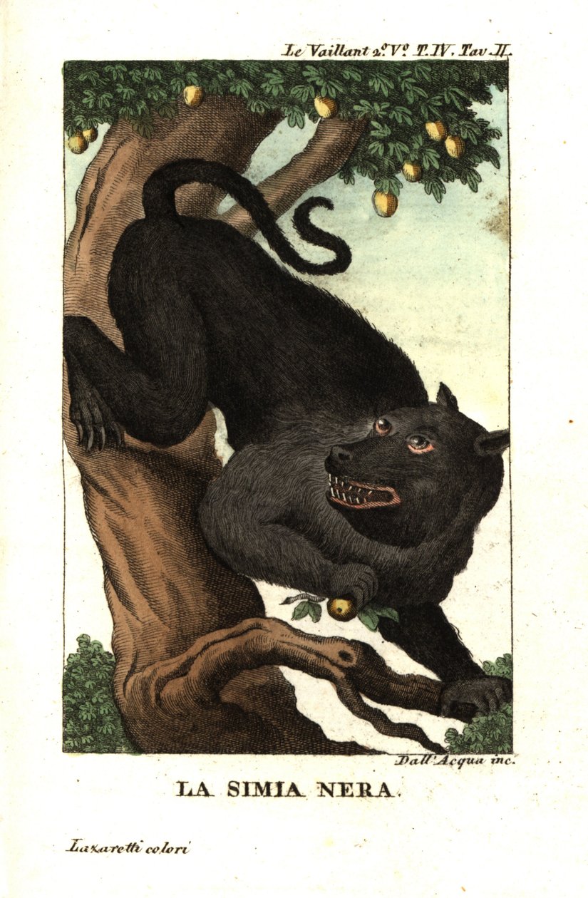 Cape Baboon or Chacma Baboon, Papio ursinus. From Francois Le Vaillant by Unbekannter Künstler