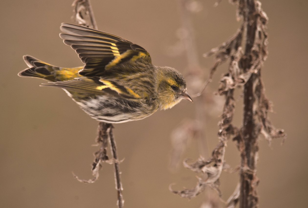 Carduelis spinus/Alder Tarin/Eurasian Siskin by William M. Timlin