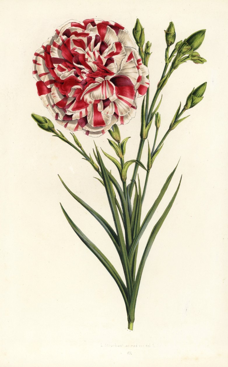 Carnation hybrid, Louis Napoleon, Dianthus caryophyllus. Handcoloured lithograph from Louis van Houtte and Charles Lemaire
