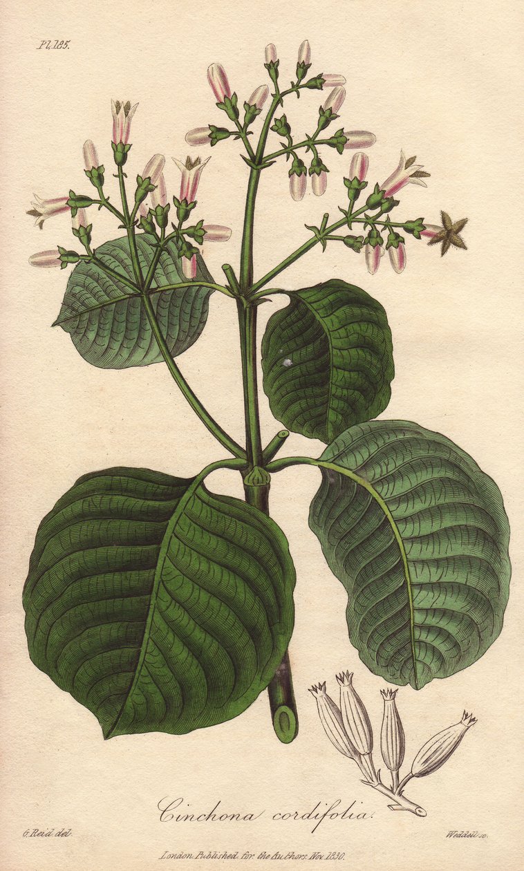 Cartagena Bark, Cinchona Cordifolia by Unbekannter Künstler