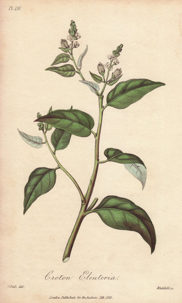 Cascarilla (Croton eleuteria) - Strong Water by William Clarke to illustrate Medical Botanical, Description of the Medicinal Plants of London, Edinburgh and Dublin by John Stephenson and James Morss Churchill by Unbekannter Künstler