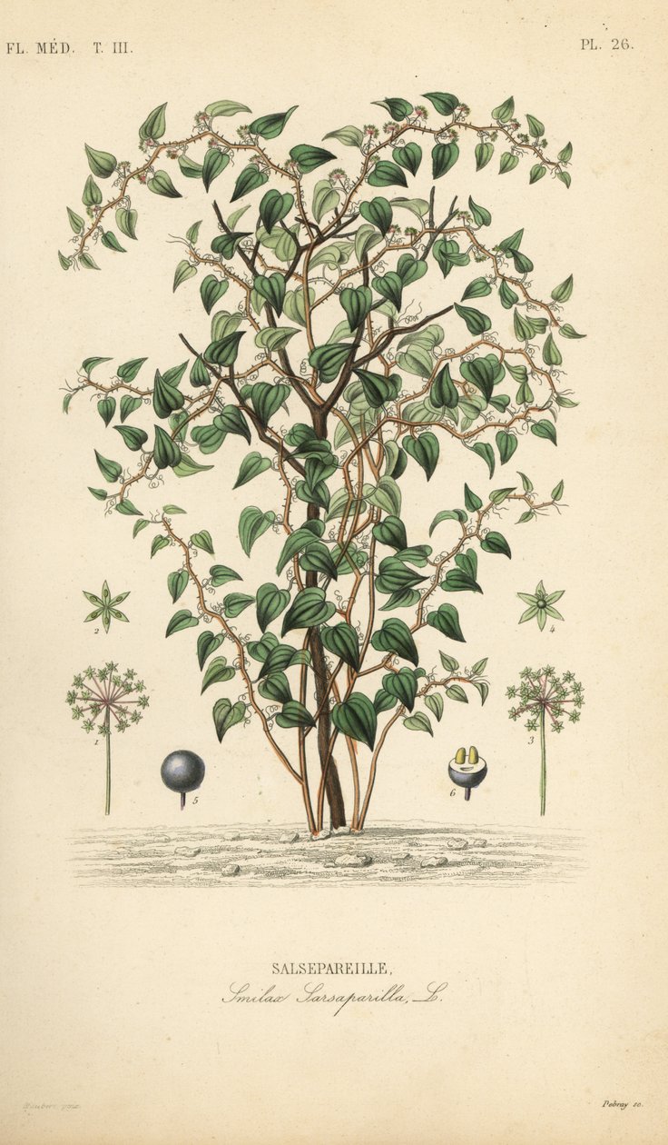 Cat greenbriar or catbriar, Smilax glauca, Smilax sarsaparilla, Handcoloured steel engraving by Debray after a botanical illustration by Edouard Maubert from Pierre Oscar Reveil by Unbekannt