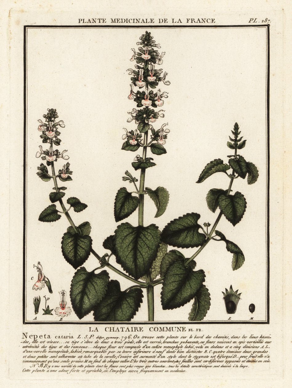 Catnip, Nepeta Cataria by Unbekannter Künstler