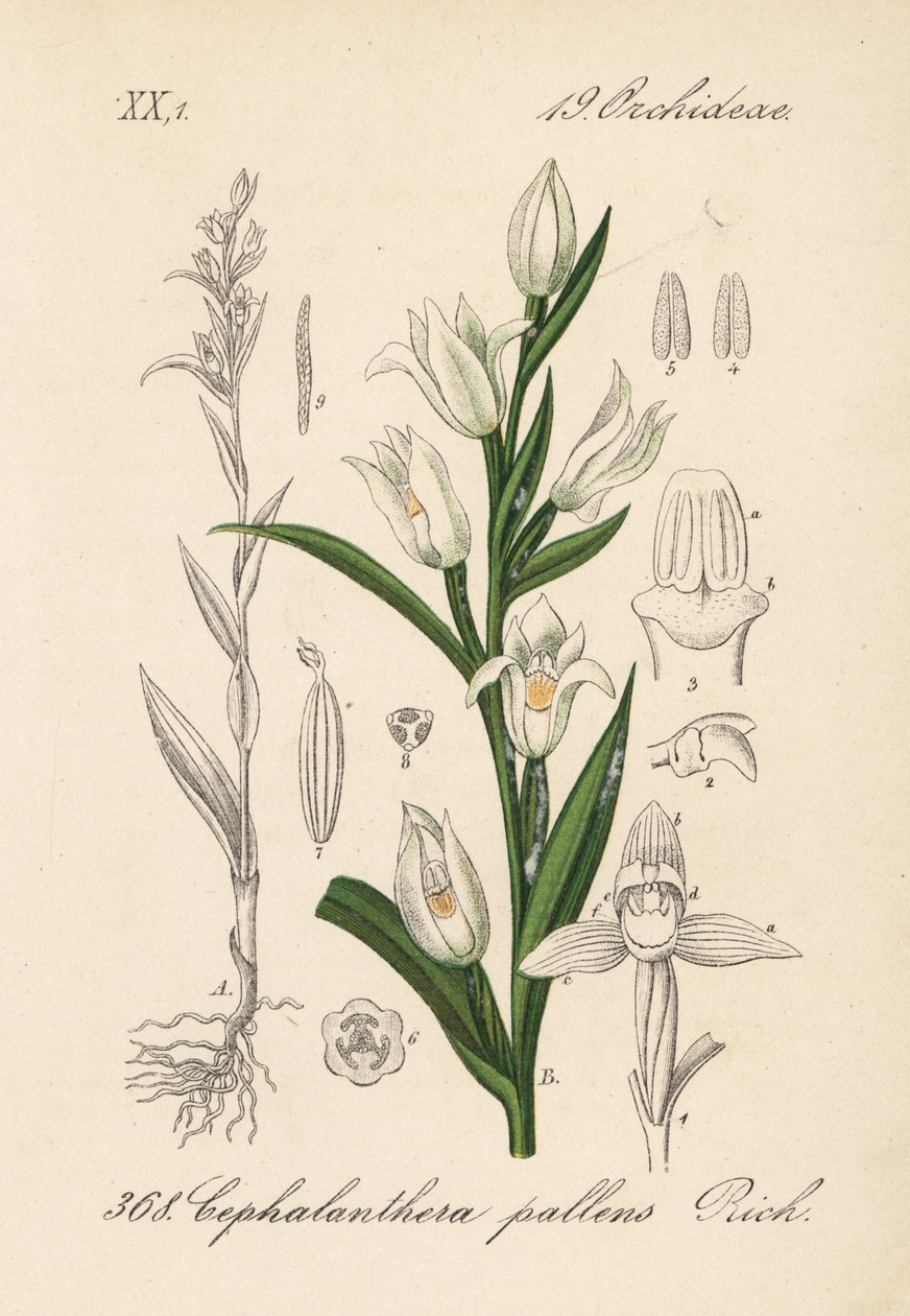 Cephalanthere Has Epe or Long-leaved - Sword-leaved Helleborine, Cephalanthera longifolia (Cephalanthera pallens). Handcoloured lithograph from Diederich von Schlechtendal