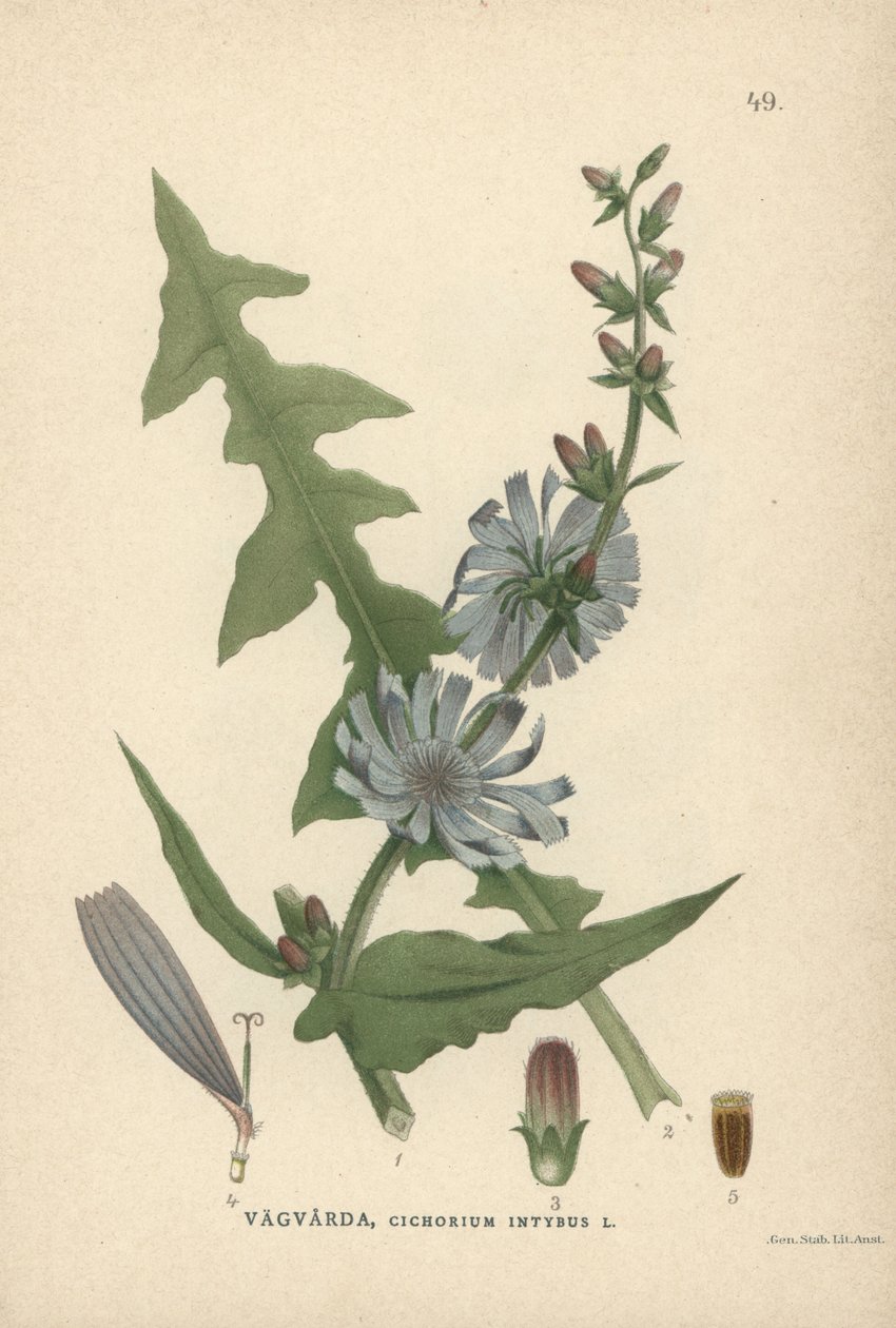 Chicory, Cichorium Intybus by Unbekannter Künstler