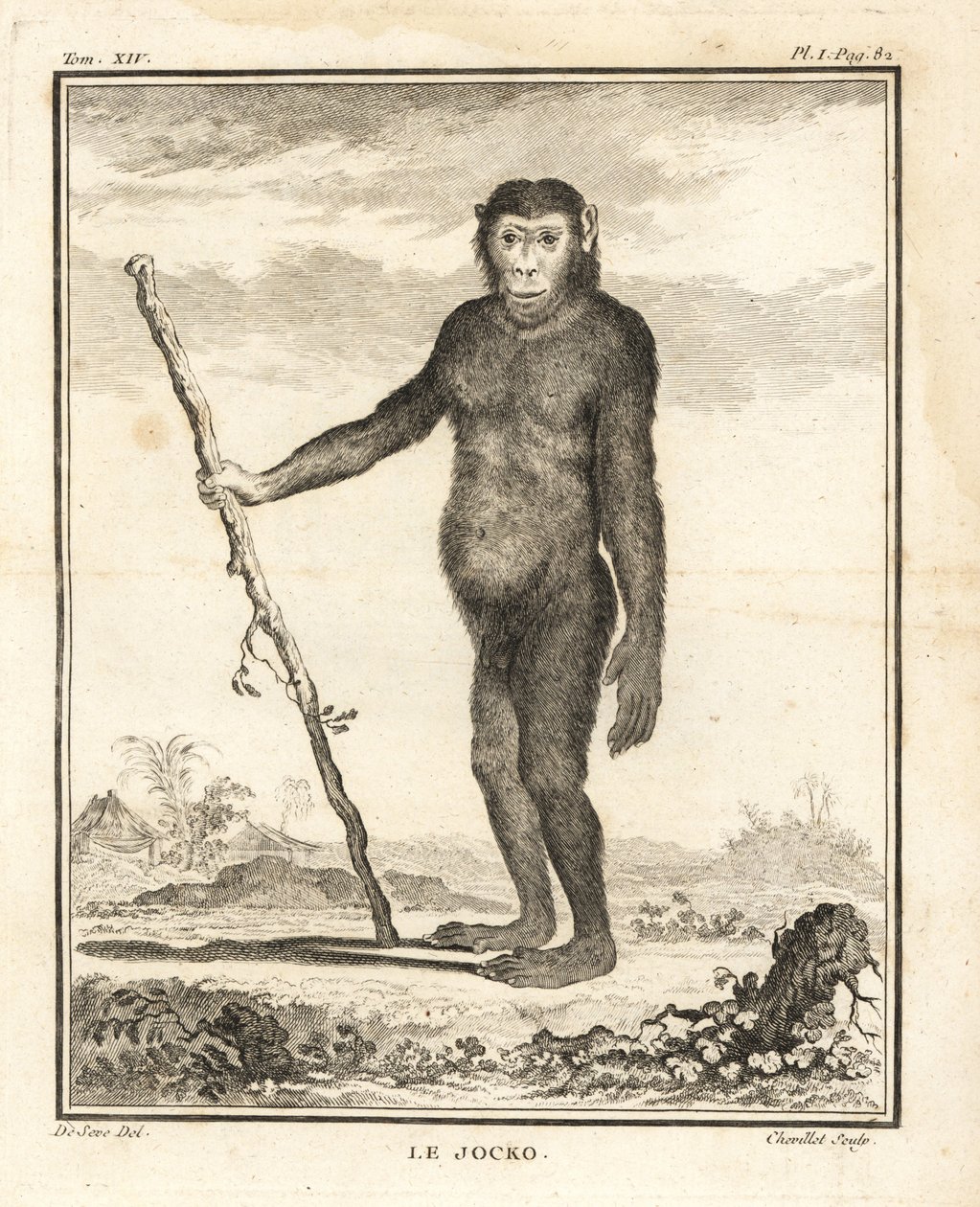 Chimpanzee, Pan troglodytes by Unbekannter Künstler
