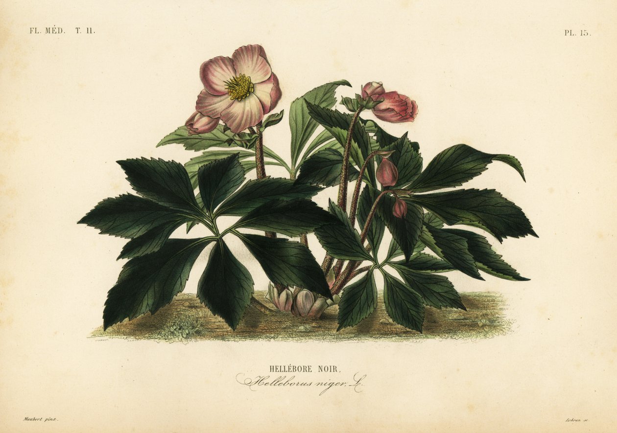 Christmas rose or black hellebore, Helleborus niger by Unbekannt