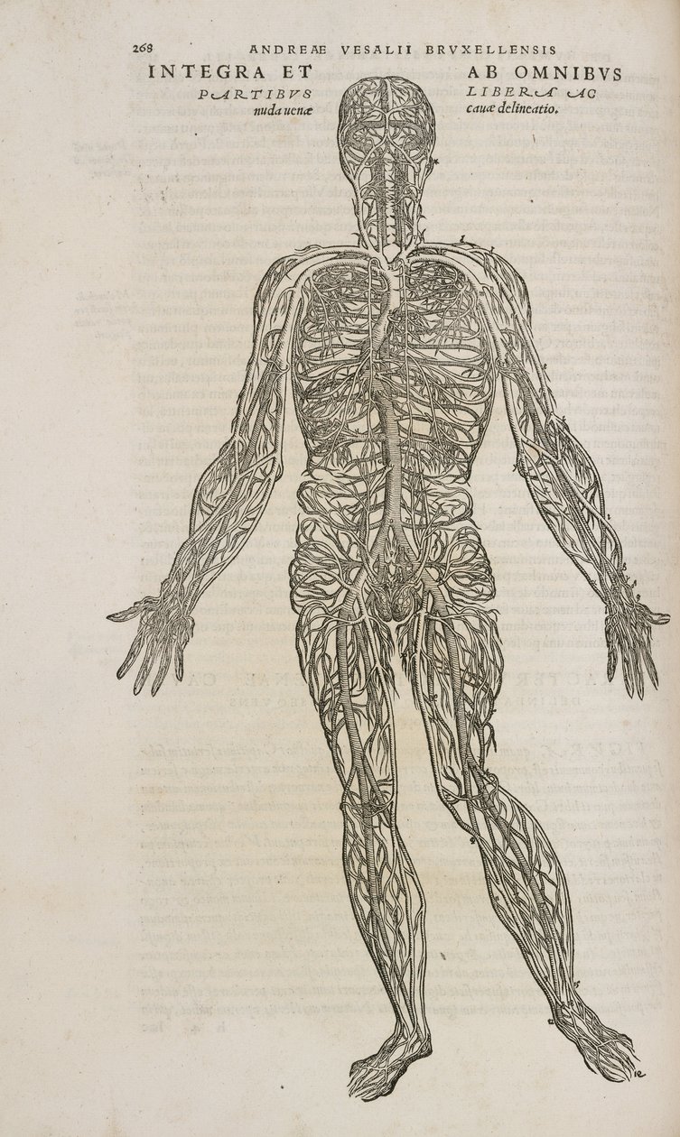 The venous system of the male human body by Unbekannt