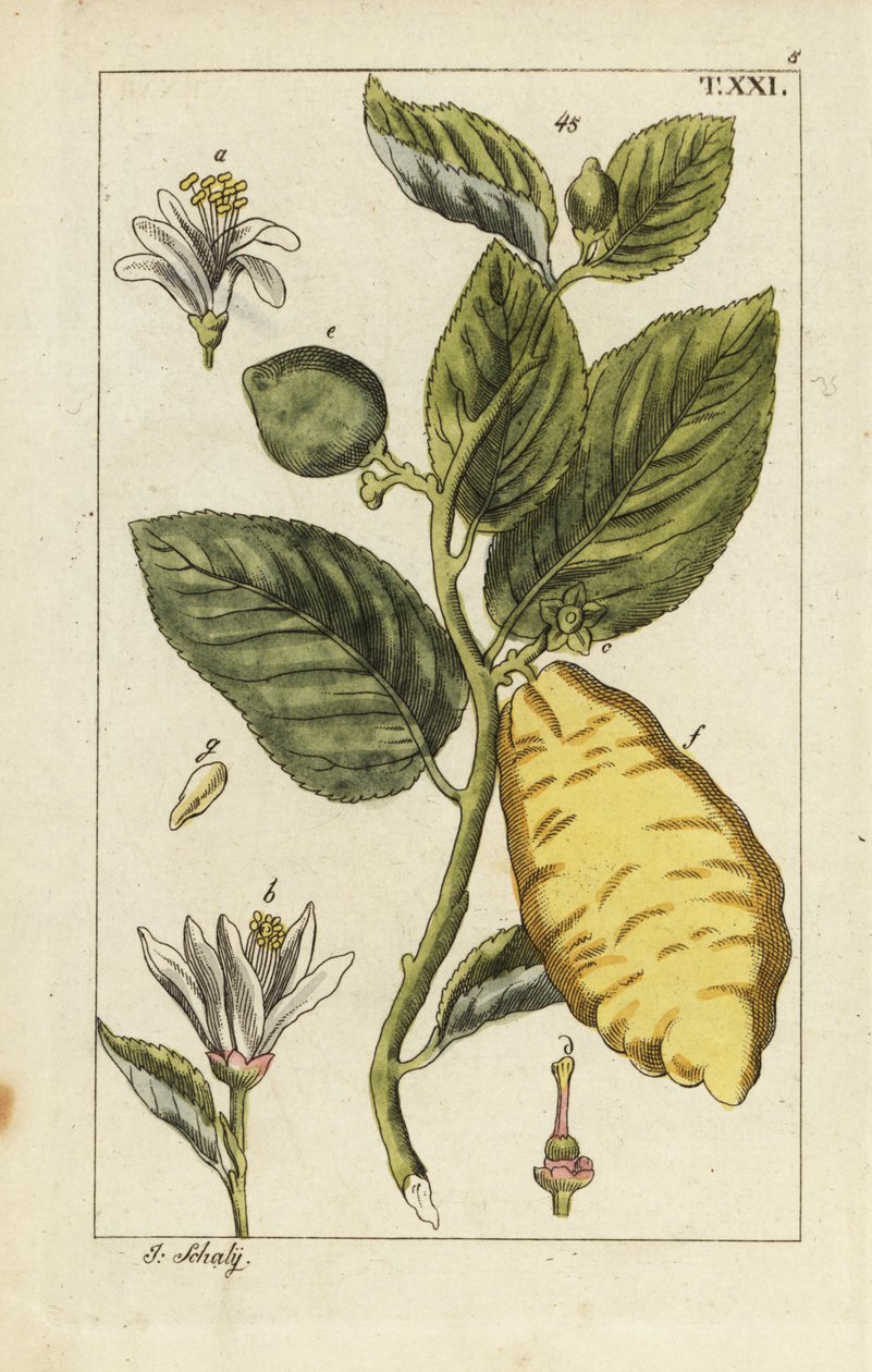 Citron showing fruit, leaves and flowers, Citrus medica by Unbekannter Künstler