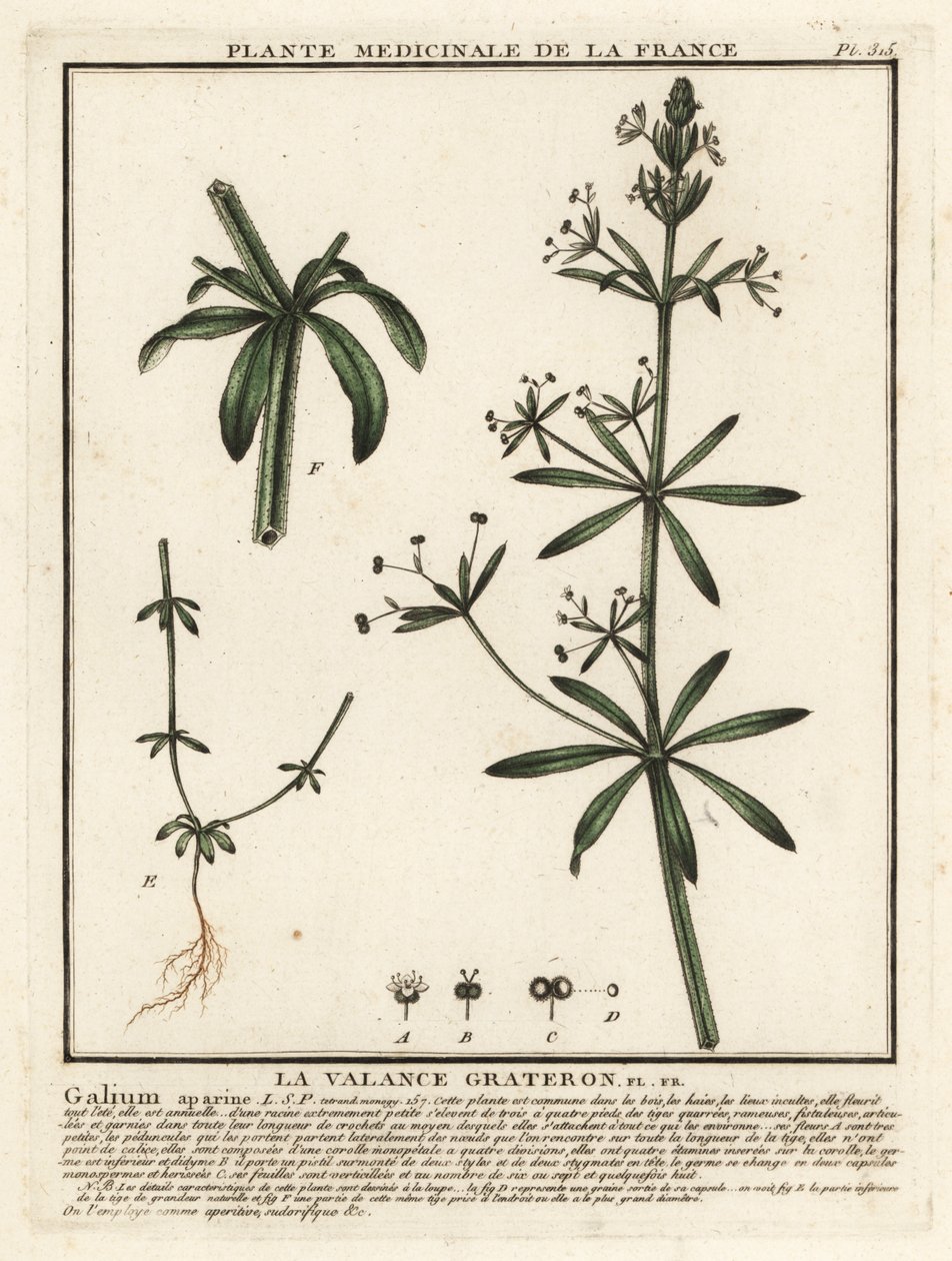 Cleavers, Galium aparine by Unbekannter Künstler