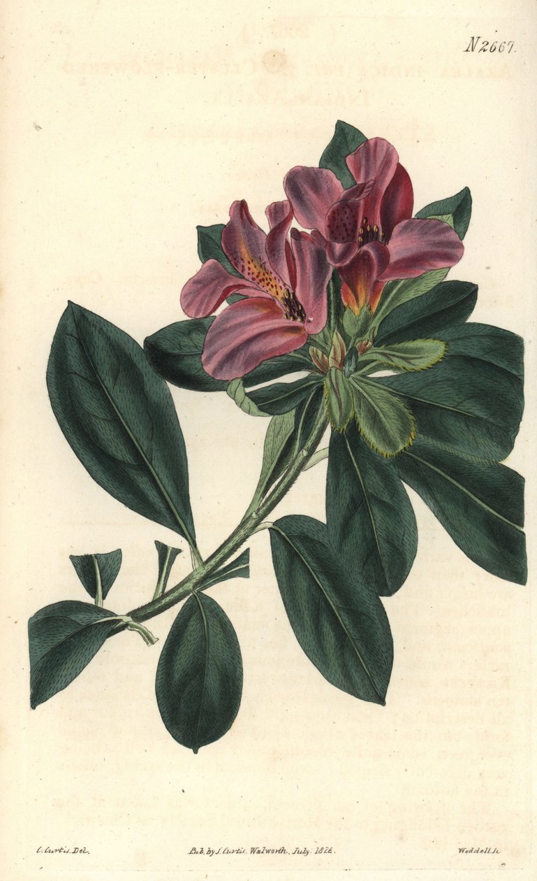 Cluster of purple flowers of an Indian azalee by Unbekannter Künstler