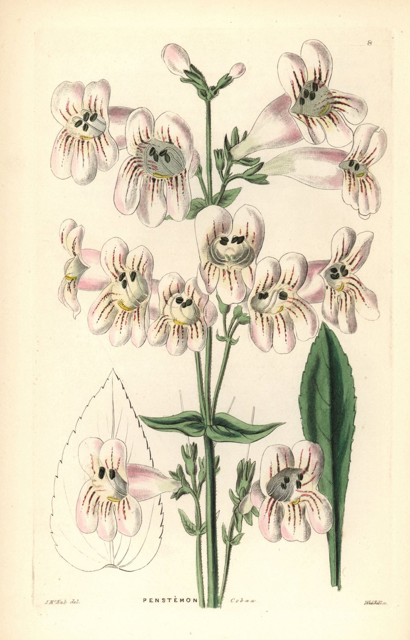 Cobaea-flowered penstemon by Unbekannter Künstler