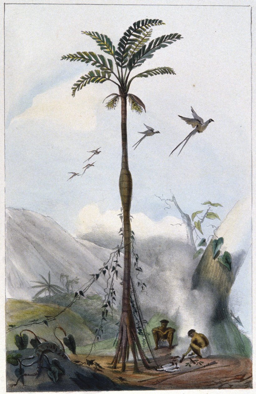 Coconut Palm (Barrigudo) by Unbekannter Künstler