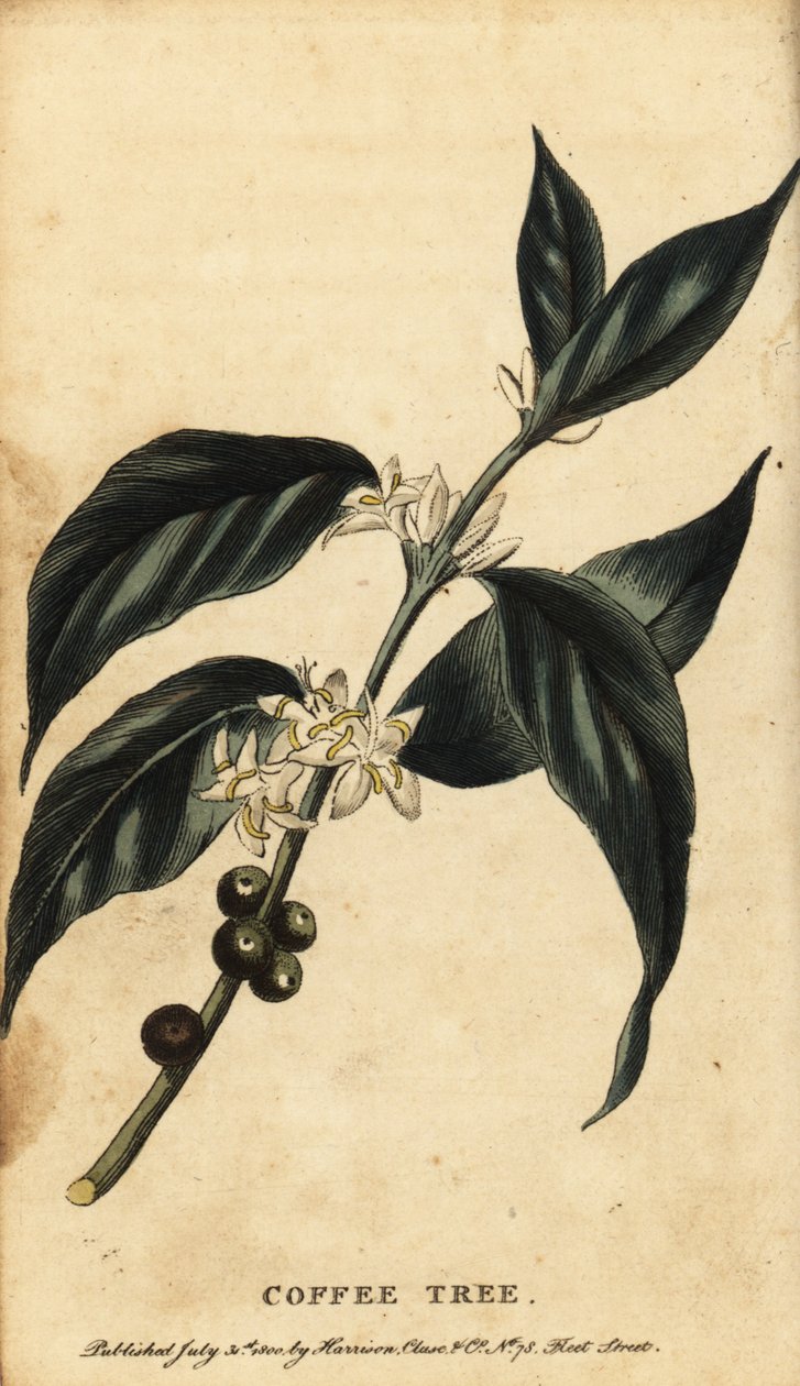 Coffee tree, Coffea arabica, 1800 by Unbekannter Künstler