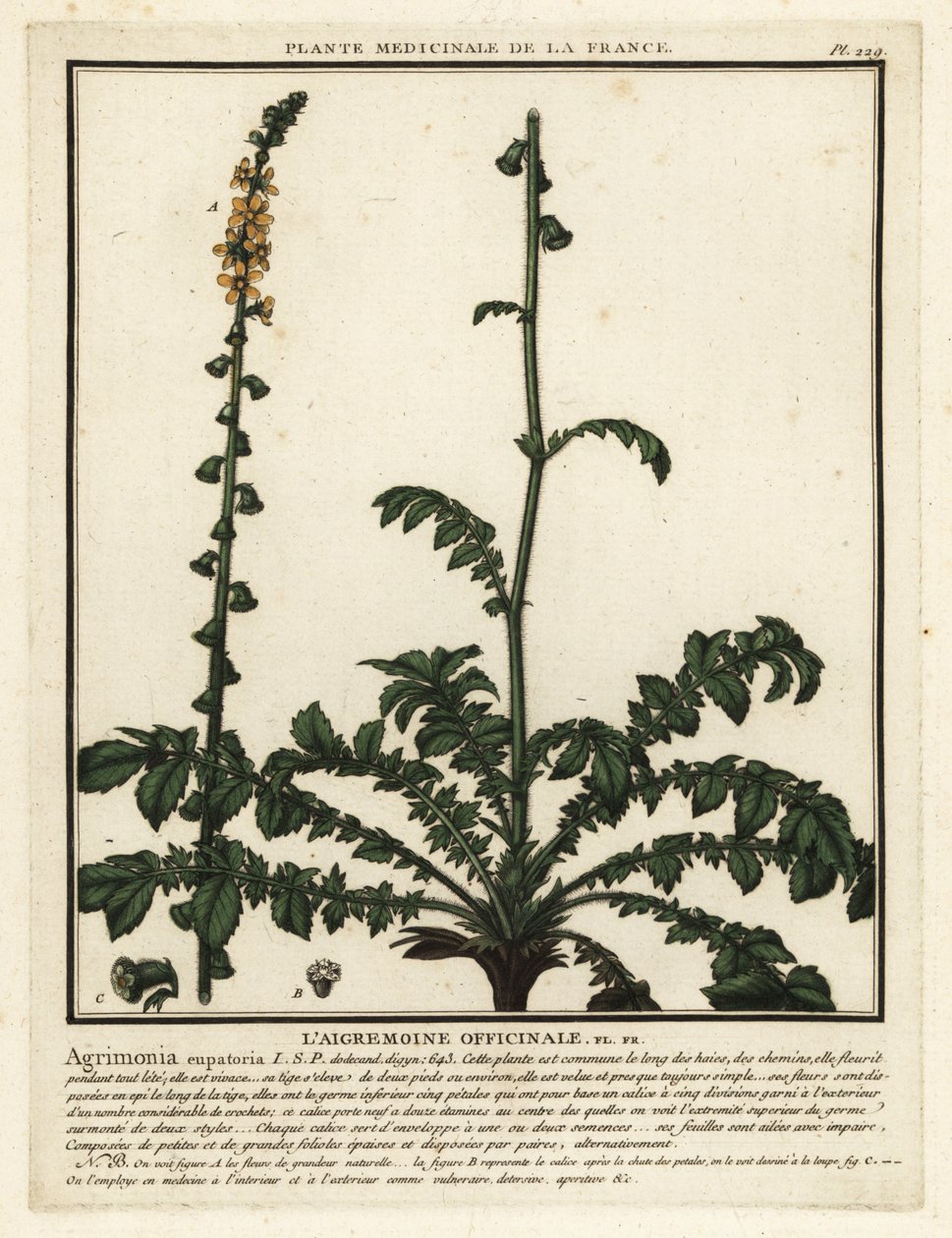 Common agrimony, Agrimonia eupatoria by Unbekannter Künstler