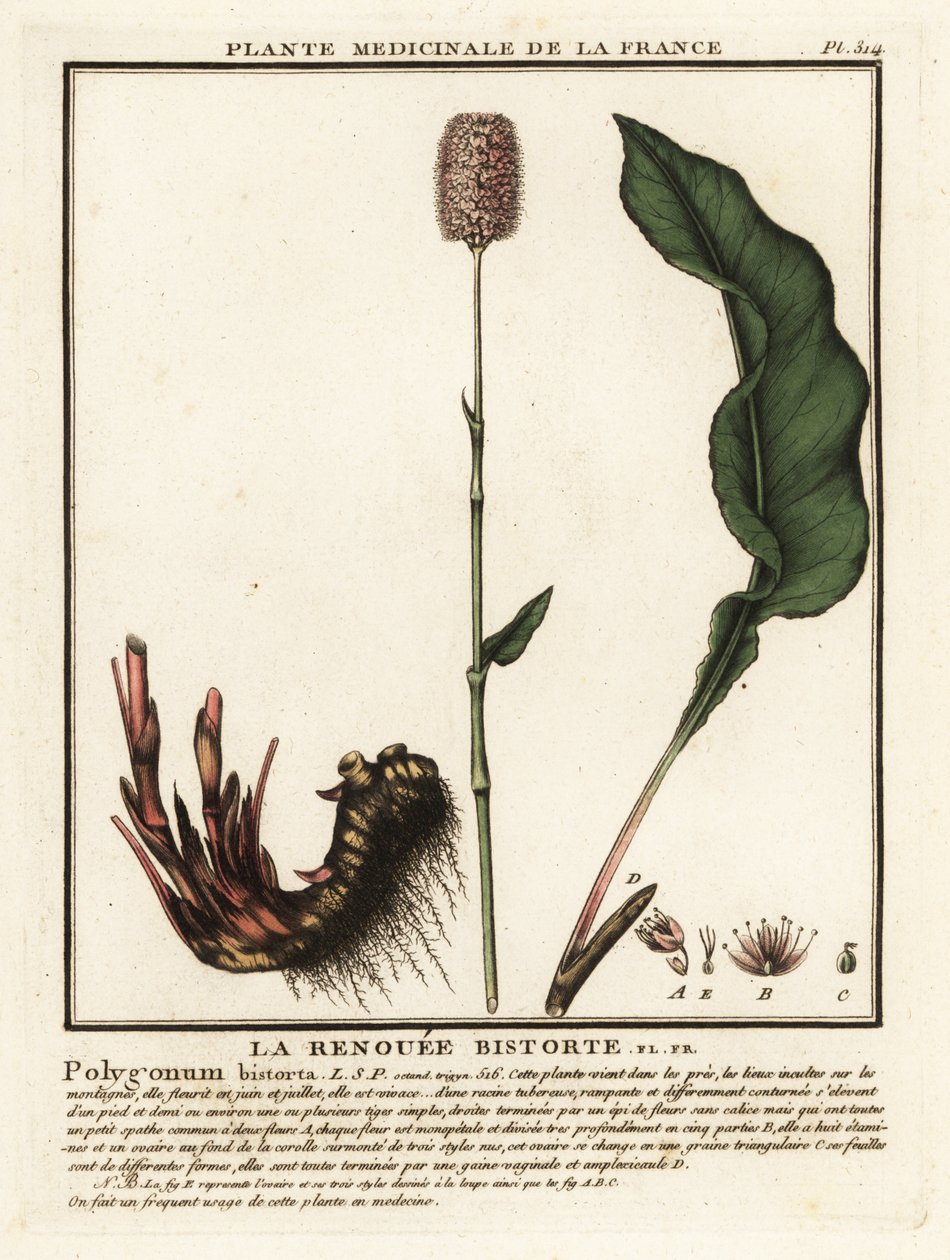 Common Bistort, Persicaria Bistorta by Unbekannter Künstler