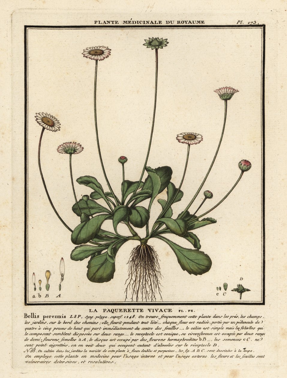 Common Daisy, Bellis Perennis by Unbekannter Künstler