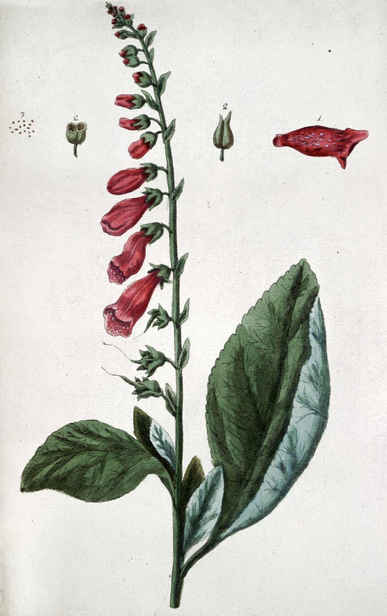 Common Foxglove, Poison, Used in Medicine as Cardiotonia by Unbekannter Künstler