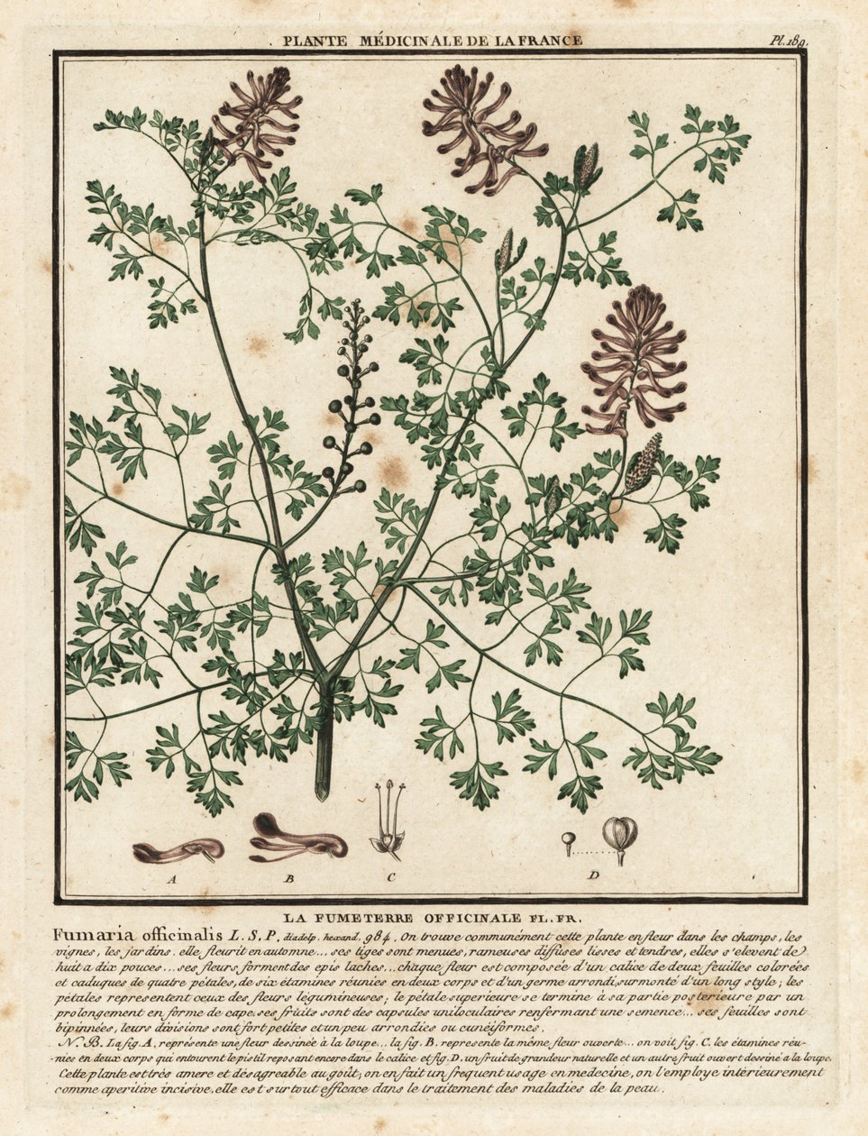 Common fumitory, Fumaria officinalis by Unbekannter Künstler