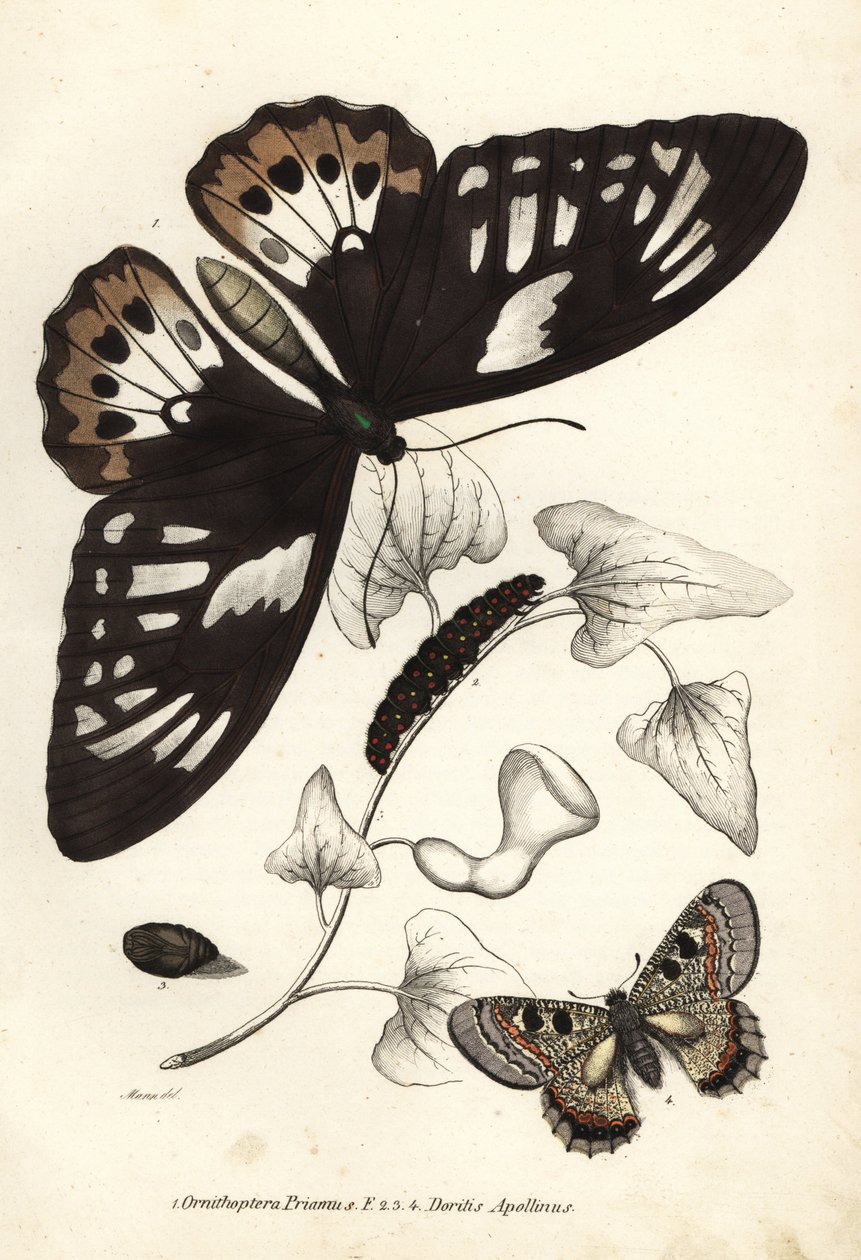 Common green birdwing, Ornithoptera priamus, butterfly, caterpillar and pupa, and false apollo, Archon apollinus. Handcoloured lithograph from Georg Friedrich Treitschke