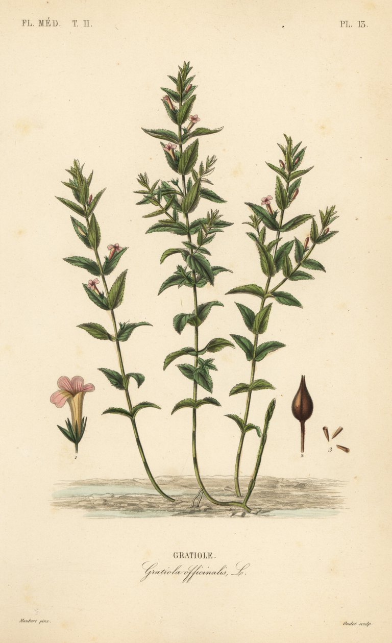 Common hedgehyssop, Gratiola officinalis by Unbekannt