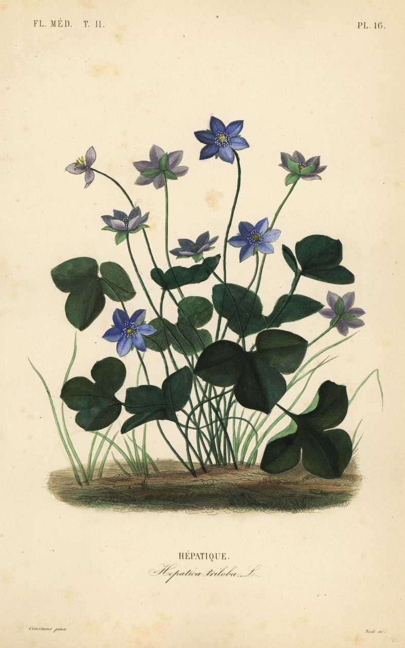 Common hepatica or liverwort by Unbekannt