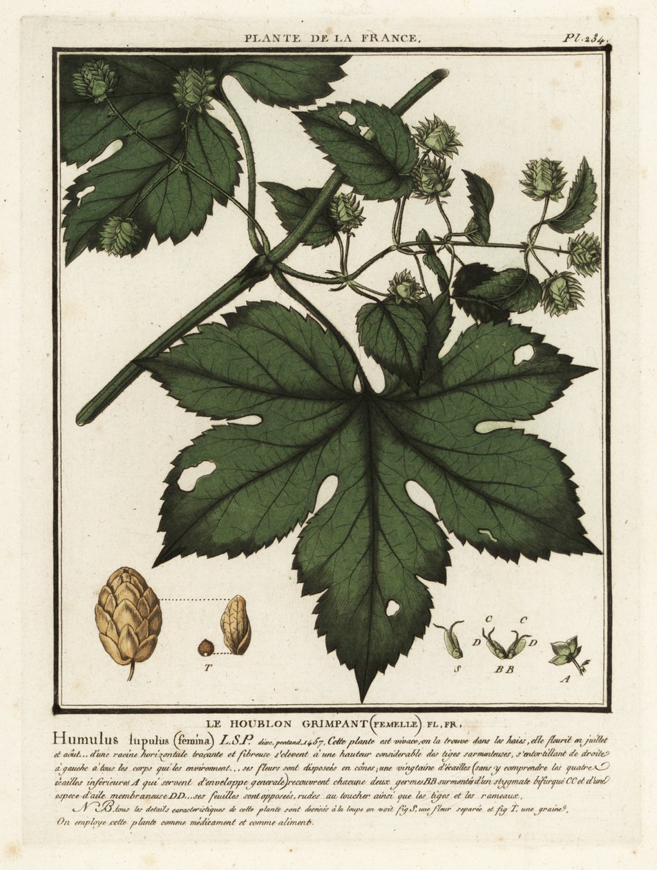 Common hops, Humulus lupulus by Unbekannter Künstler