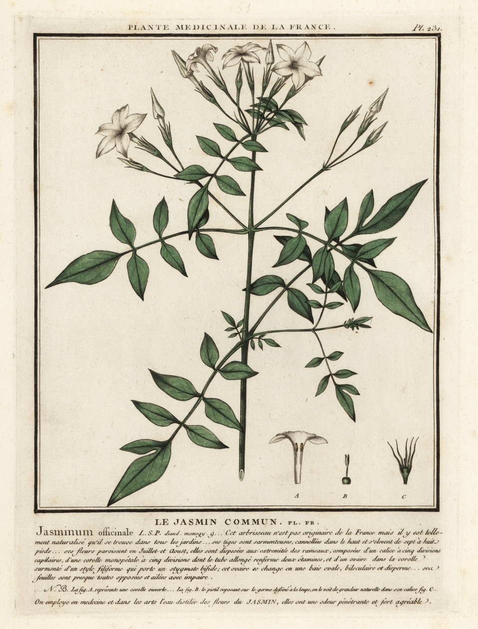 Common jasmine, Jasminum officinale by Unbekannter Künstler