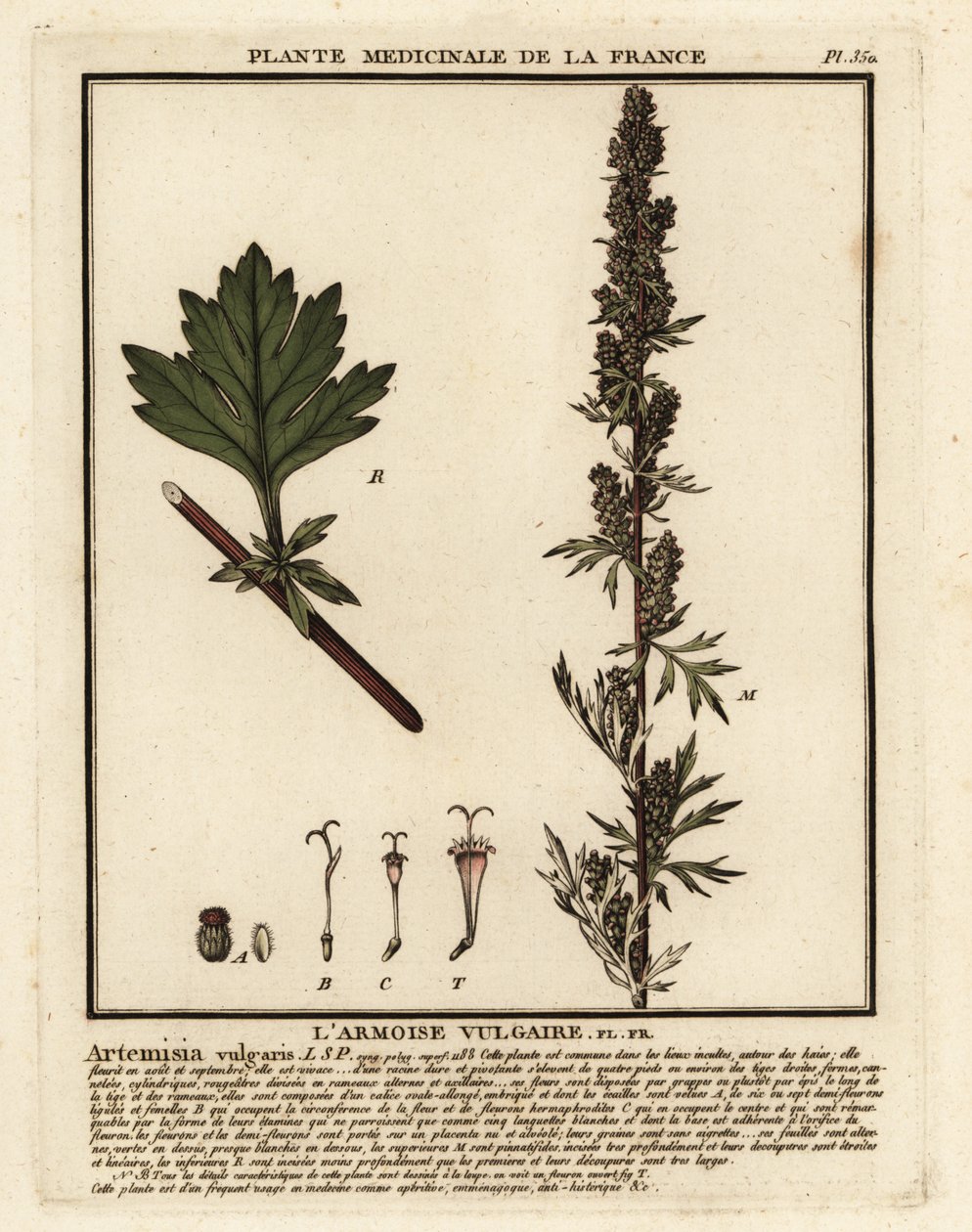 Common Mugwort, Artemisia Vulgaris by Unbekannter Künstler