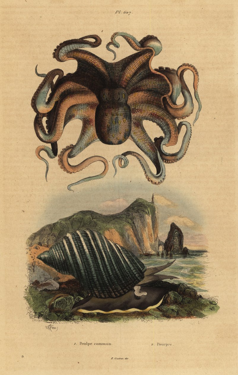 Common octopus, Octopus vulgaris, and sea snail, Dicathais orbita by Unbekannt