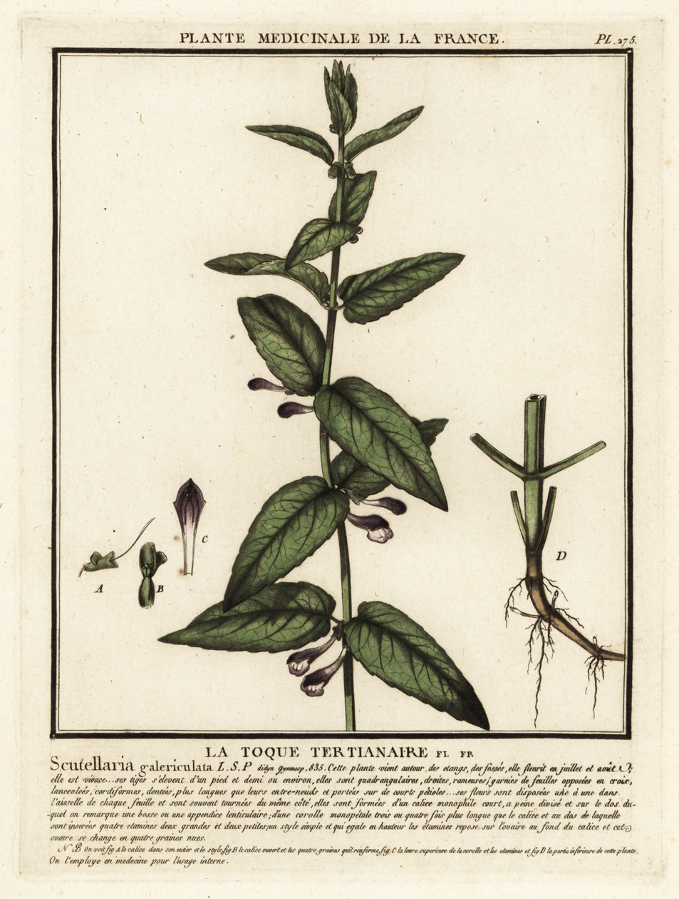 Common skullcap, Scuttelaria galericulata by Unbekannter Künstler