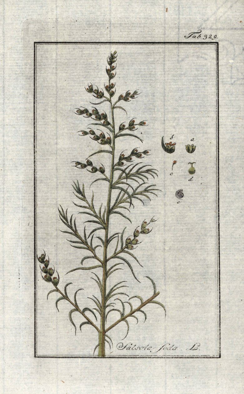 Common Soda (Salsola soda). Lithograph from 