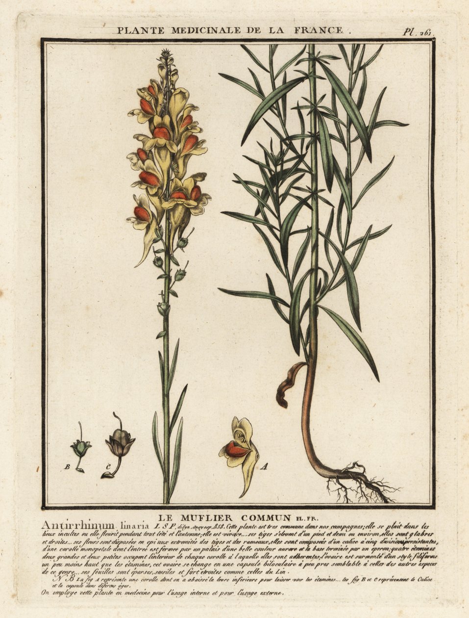 Common Toadflax, Linaria vulgaris by Unbekannter Künstler