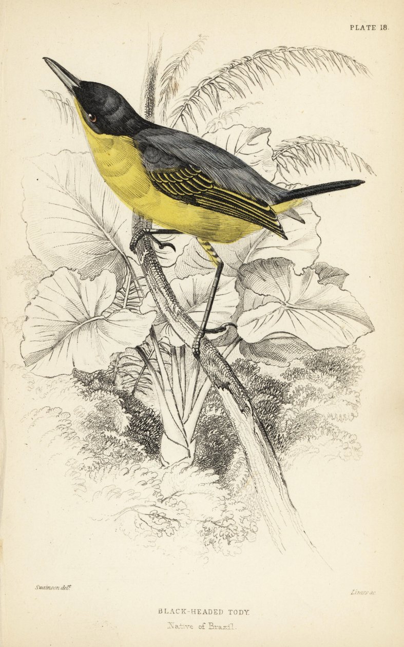 Common tody-flycatcher by Unbekannter Künstler