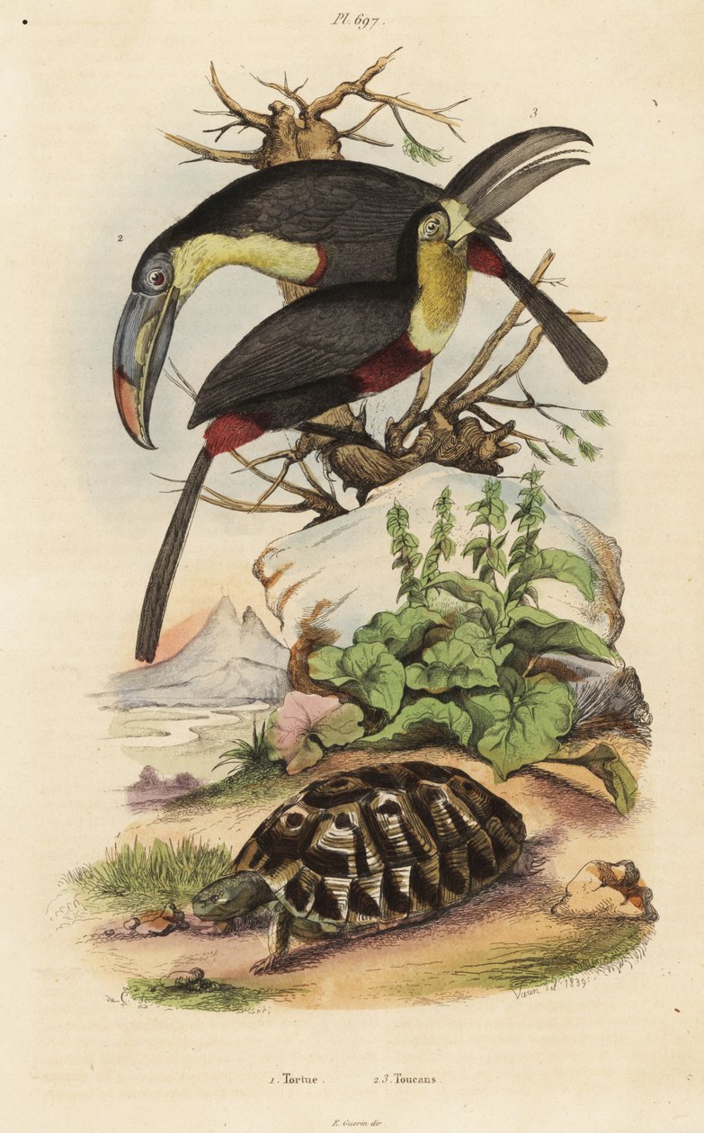 Common tortoise, sulfur-breasted toucan, and white-throated toucan by Unbekannt