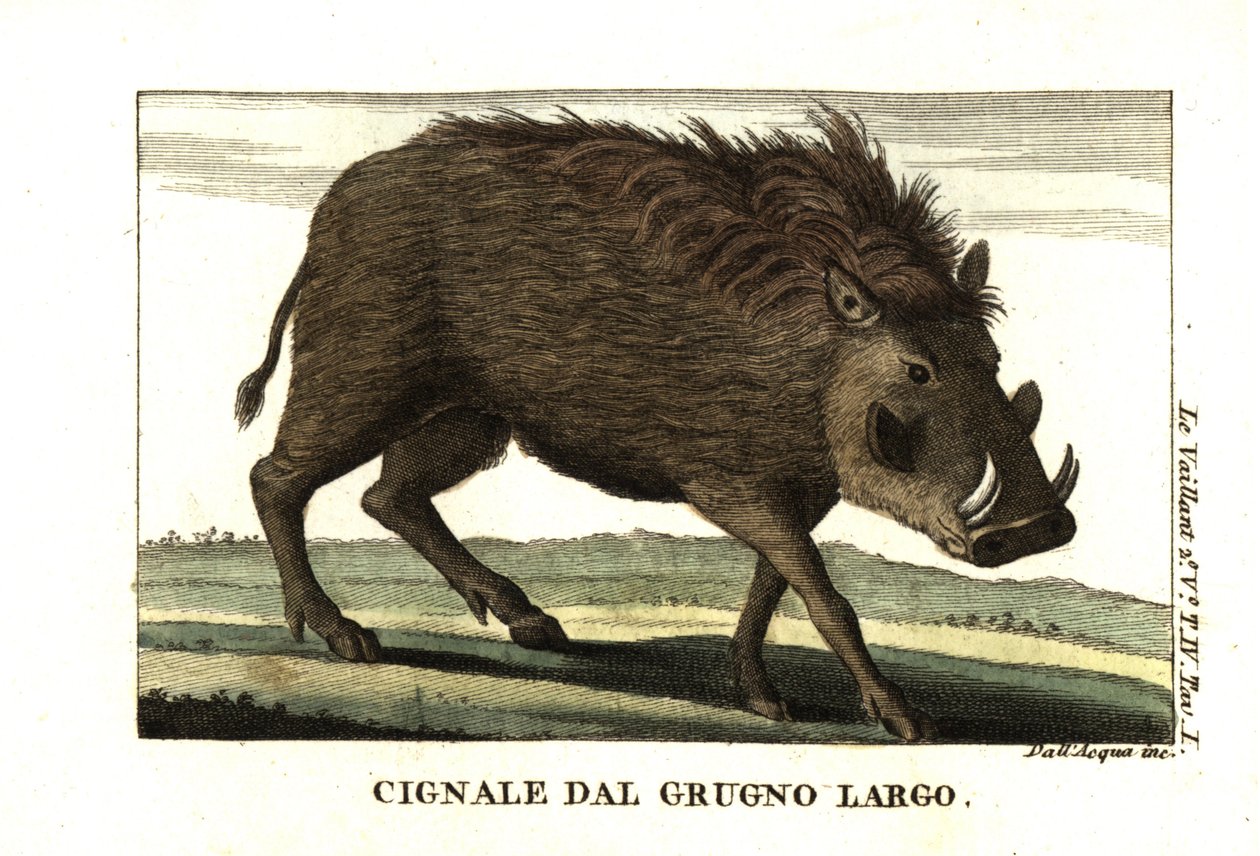 Common Warthog, Phacochoerus africanus. From Francois Le Vaillant by Unbekannter Künstler