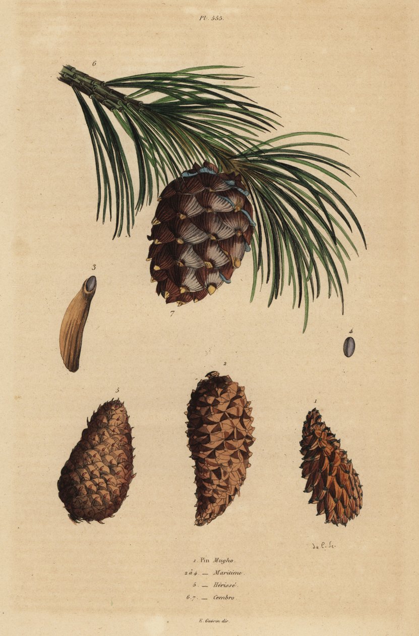 Cones of the creeping pine, Pinus mugo 1, Aleppo pine, Pinus halepensis 2-4, pitch pine, Pinus rigida 5, and Swiss pine, Pinus cembra 6 by Unbekannt