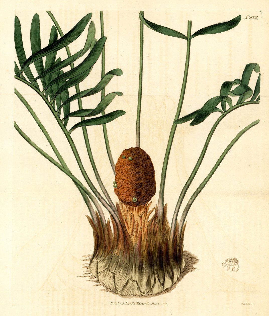 Coontie, Zamia pumila var. male. Handcoloured copperplate engraving by Weddell from Samuel Curtis