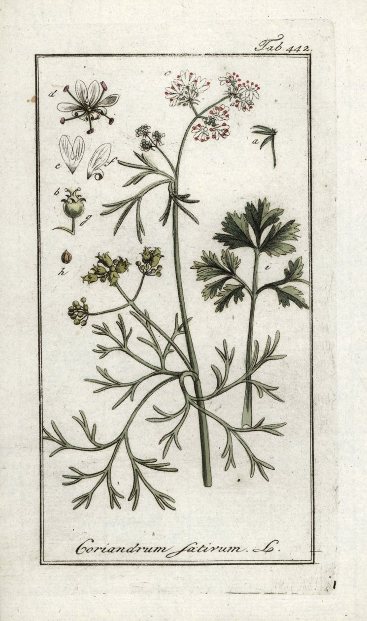 Coriander, Coriandrum sativum by Unbekannter Künstler