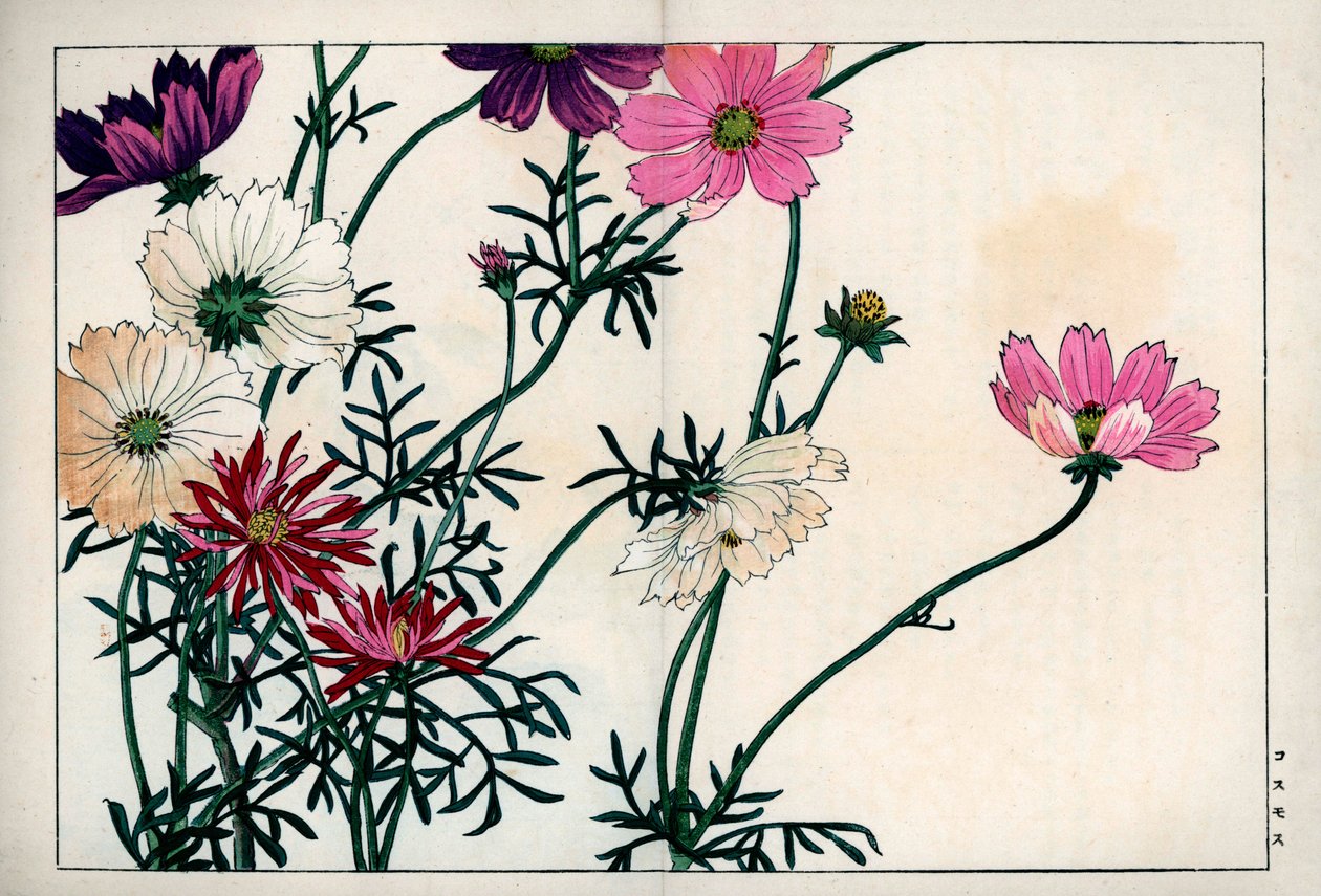 Cosmos Species by Unbekannter Künstler