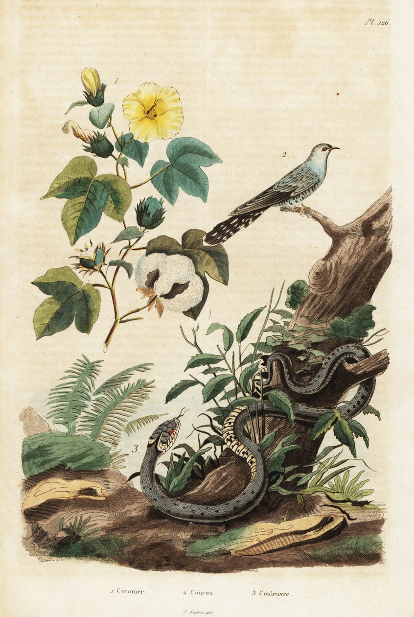 Cotton, cuckoo and grass snake (engraving) by Unbekannter Künstler