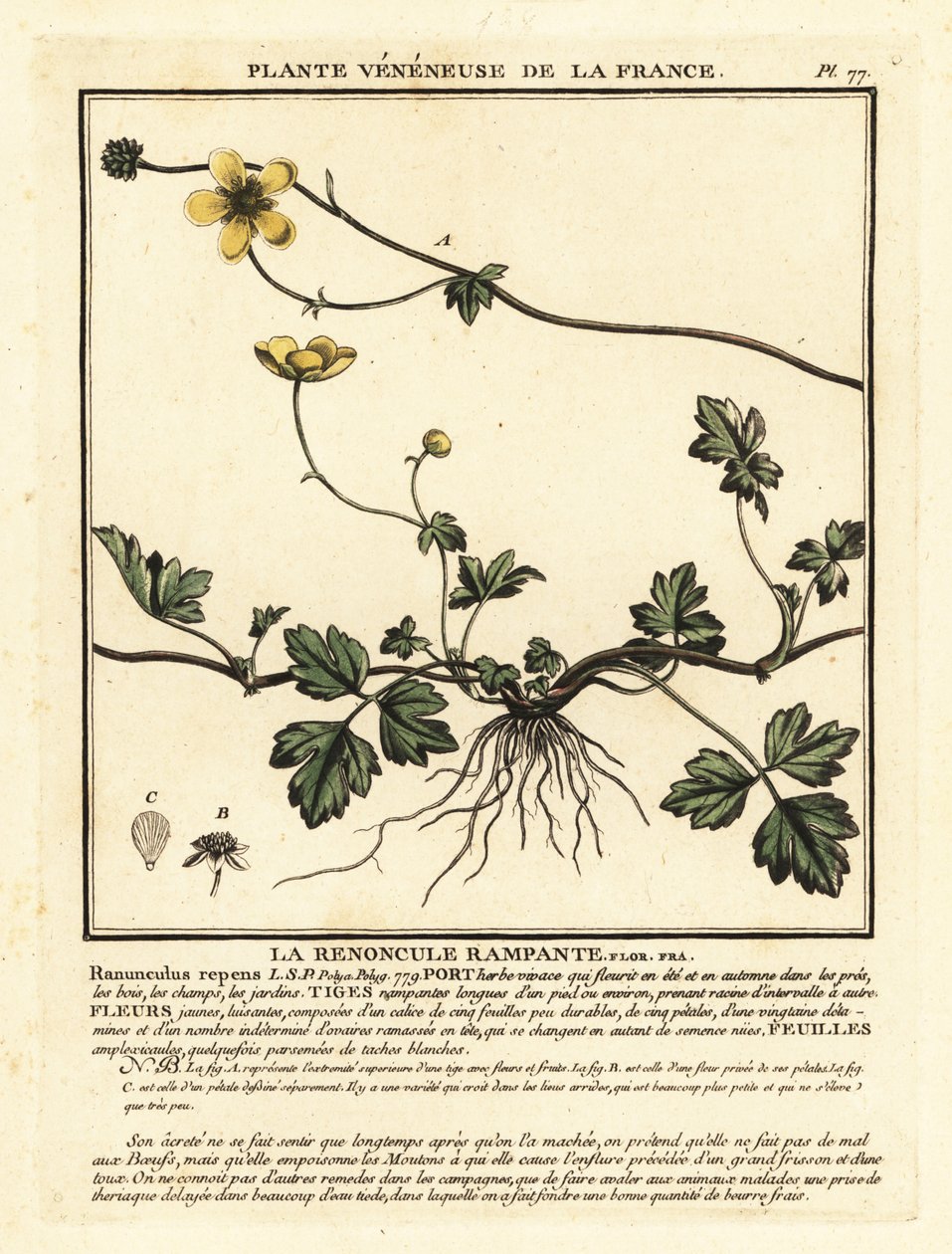 Creeping Buttercup, Ranunculus repens by Unbekannter Künstler