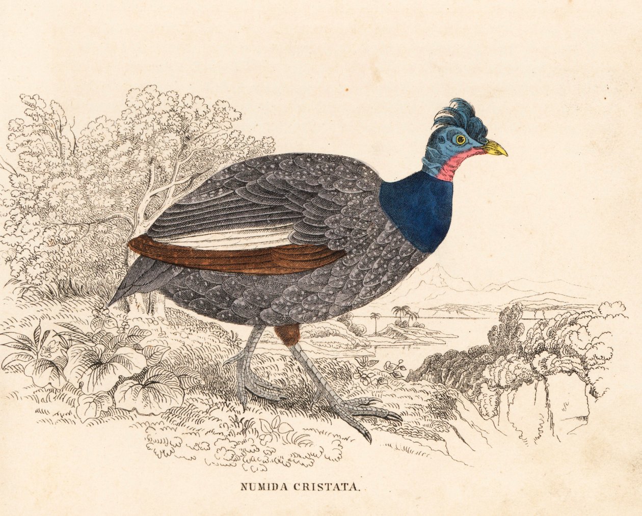 Crested guineafowl, Guttera pucherani. Handcoloured steel engraving from Georg Friedrich Treitschke