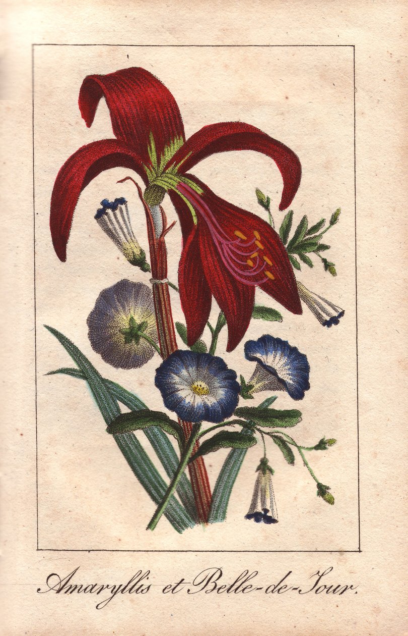 Crimson Amaryllis and Dwarf Morning Glory by Unbekannter Künstler