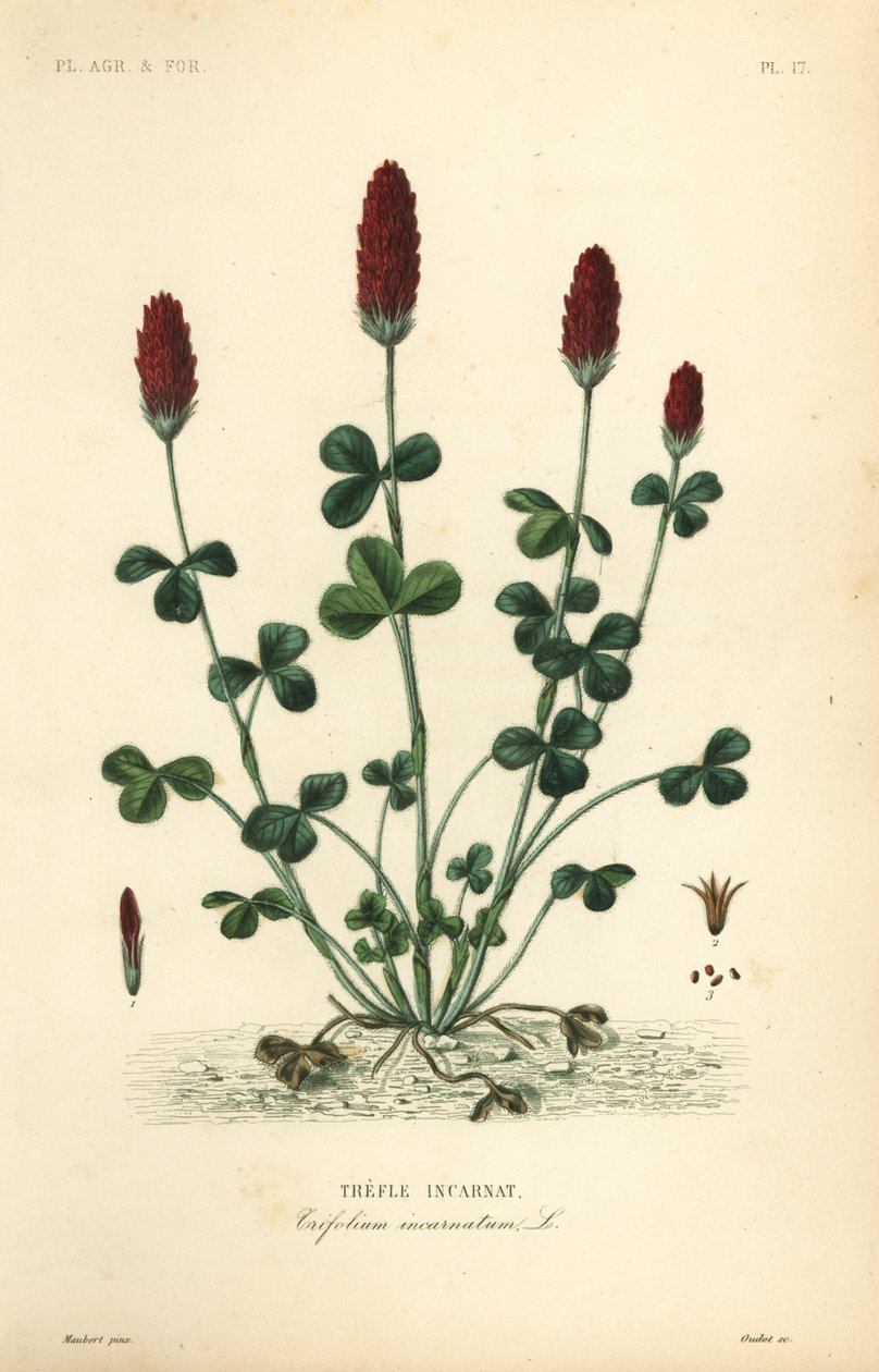 Crimson clover or Italian clover, Trifolium incarnatum, Trefle incarnat by Unbekannt