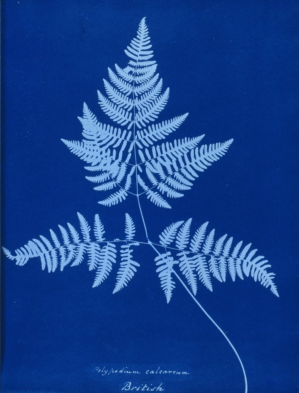 Cyanotype of Polypodium calcareum by Unbekannt