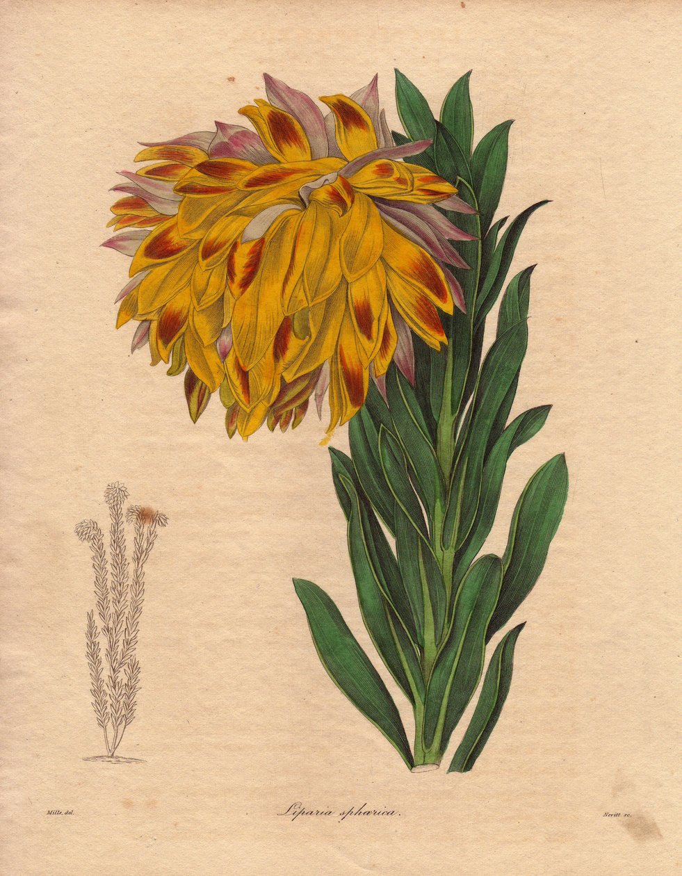 Dahlia Variety, Spherical Liparia (Liparia sphaerica), Illustration by R. Mills by Unbekannter Künstler
