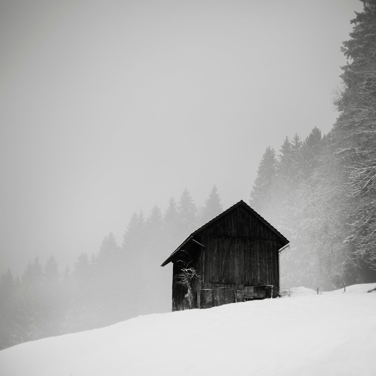 The Secret of the Clearing, Oberstaufen, Germany, 2013 by Leopold Blonder